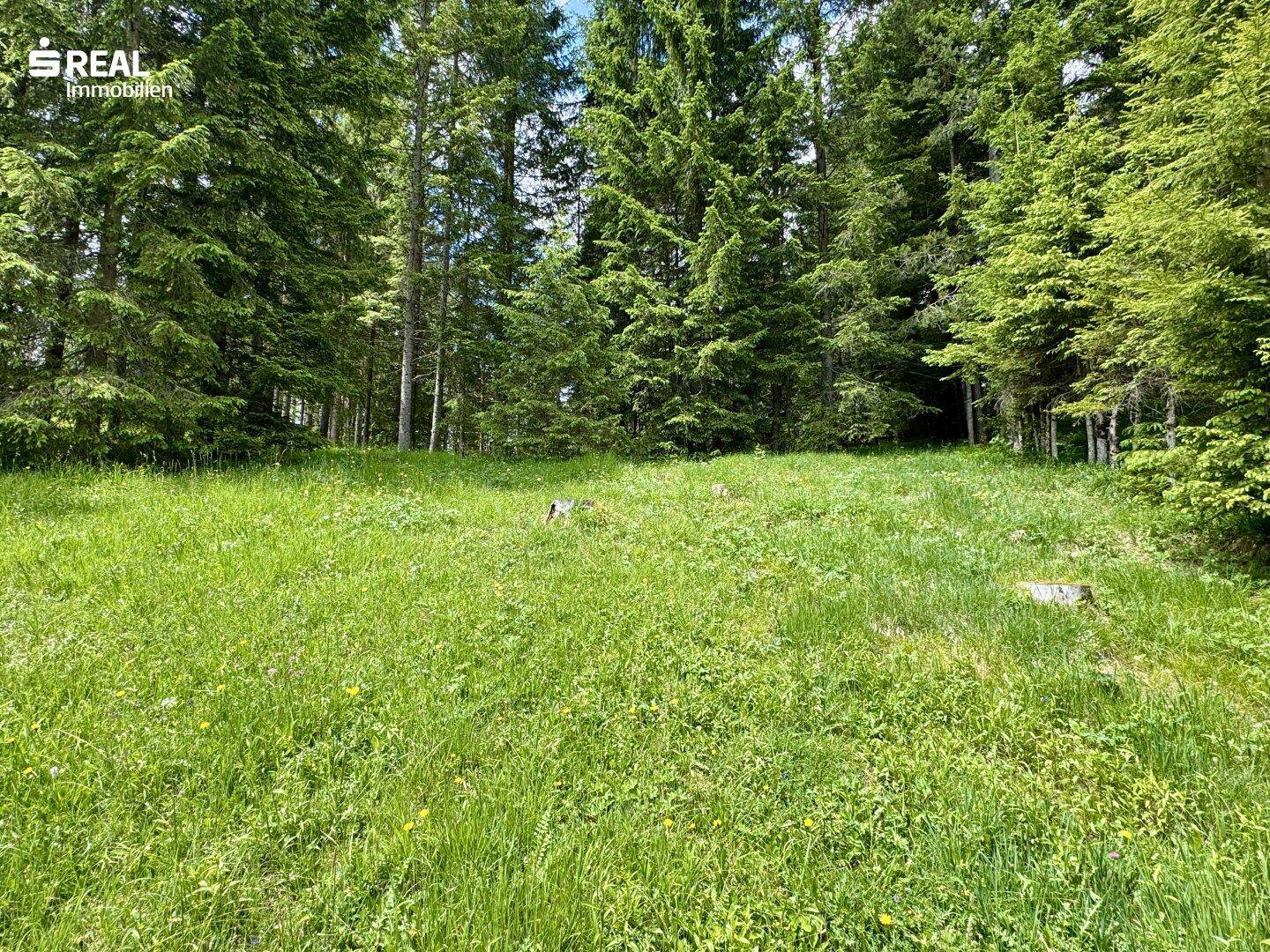 Weitläufige Rasenfläche, umgeben von hohen Nadelbäumen, ideal für Erholung im Grünen.