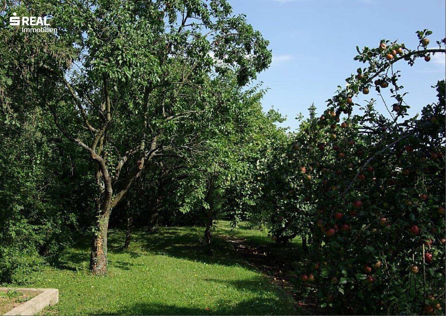 Natürlicher Garten mit üppigem Grün, Rasenfläche und zahlreichen Obstbäumen unter blauem Himmel.