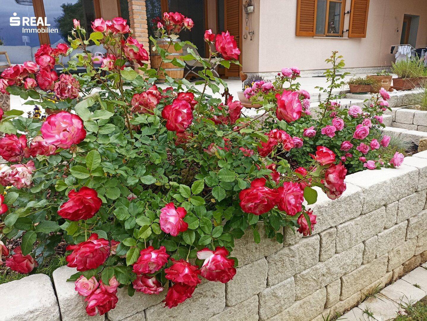 Farbenfrohe Rosenbeete in erhöhten Steinbeeten, die den Gartenbereich verschönern und beleben.