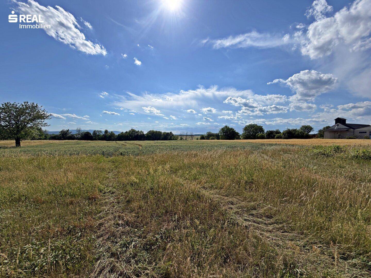 Sonnige Landschaft mit weiten Feldern und einem Baum am Horizont unter einem klaren blauen Himmel.
