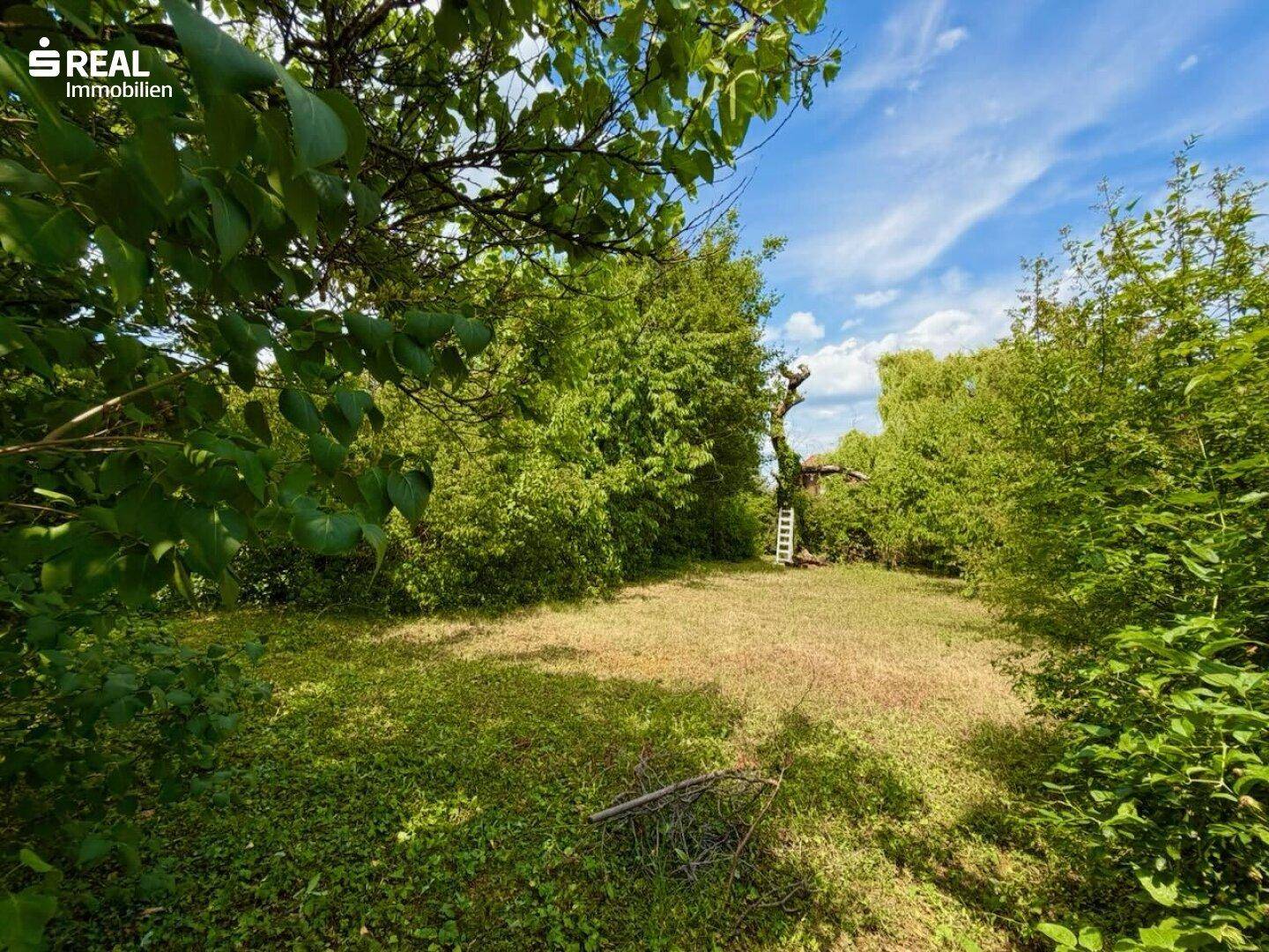 Weitläufiger Gartenbereich mit viel Grün, Bäumen und einer Leiter im Hintergrund.