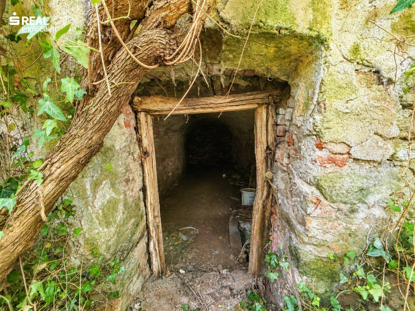 Alter, dunkler Kellereingang mit Steinmauern und überwucherten Wurzeln, der in einen tiefen Keller führt.