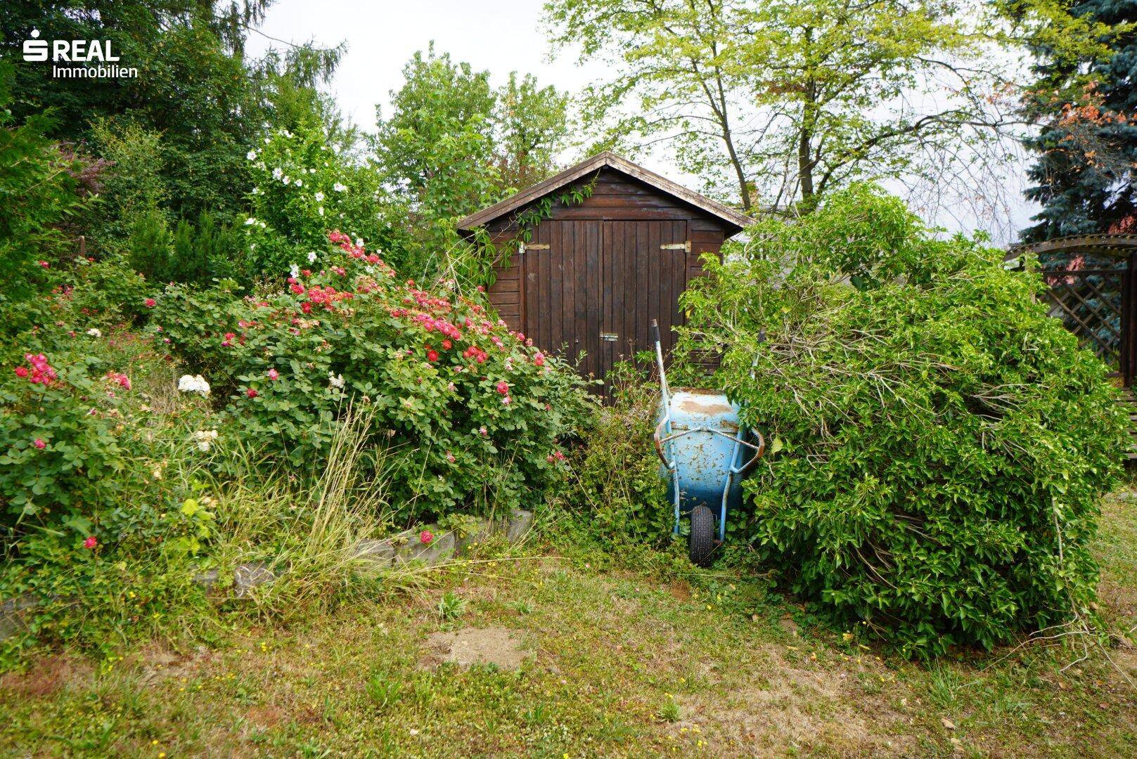Gartenbereich mit einem Holzschuppen, einer Schubkarre und blühenden Rosenbüschen.