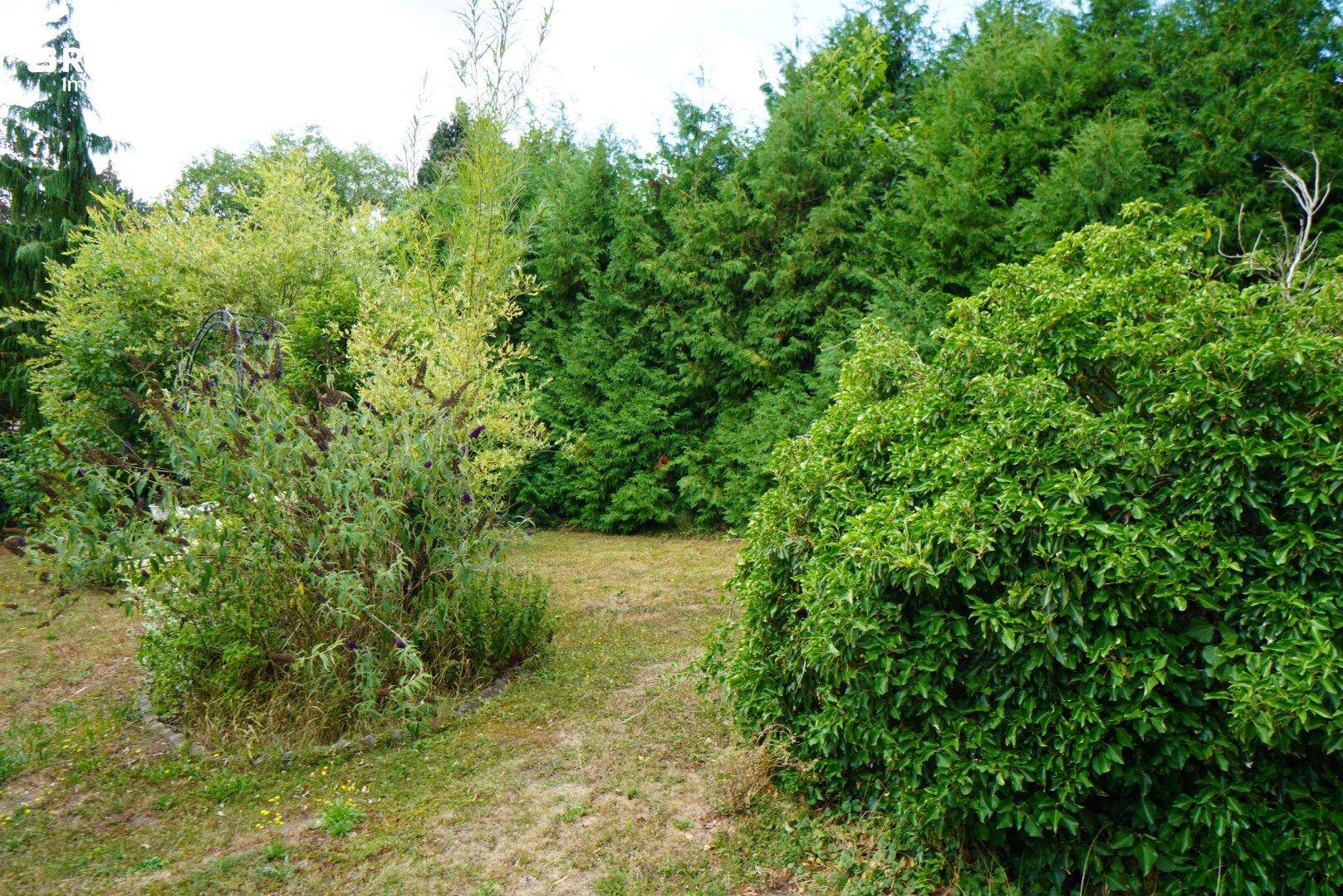 Dichter Bewuchs im Garten mit verschiedenen Sträuchern und Bäumen, die Privatsphäre bieten.