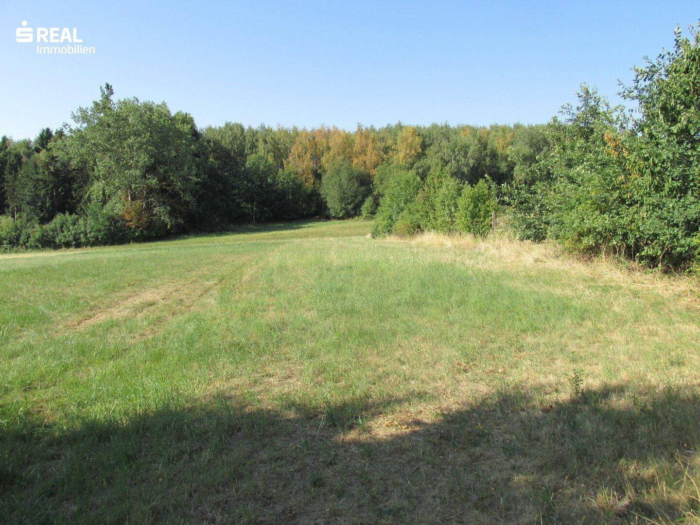 Weite Wiesenfläche am Waldrand unter klarem blauem Himmel.