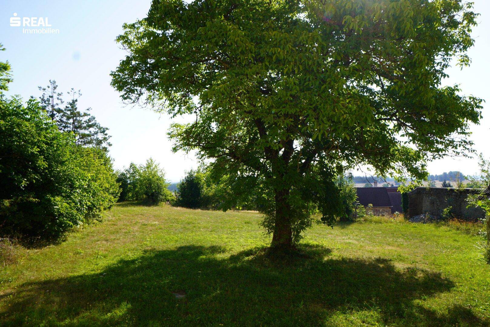 Weitläufige Grünfläche mit einem großen Baum, ideal für Gartenaktivitäten und Entspannung.