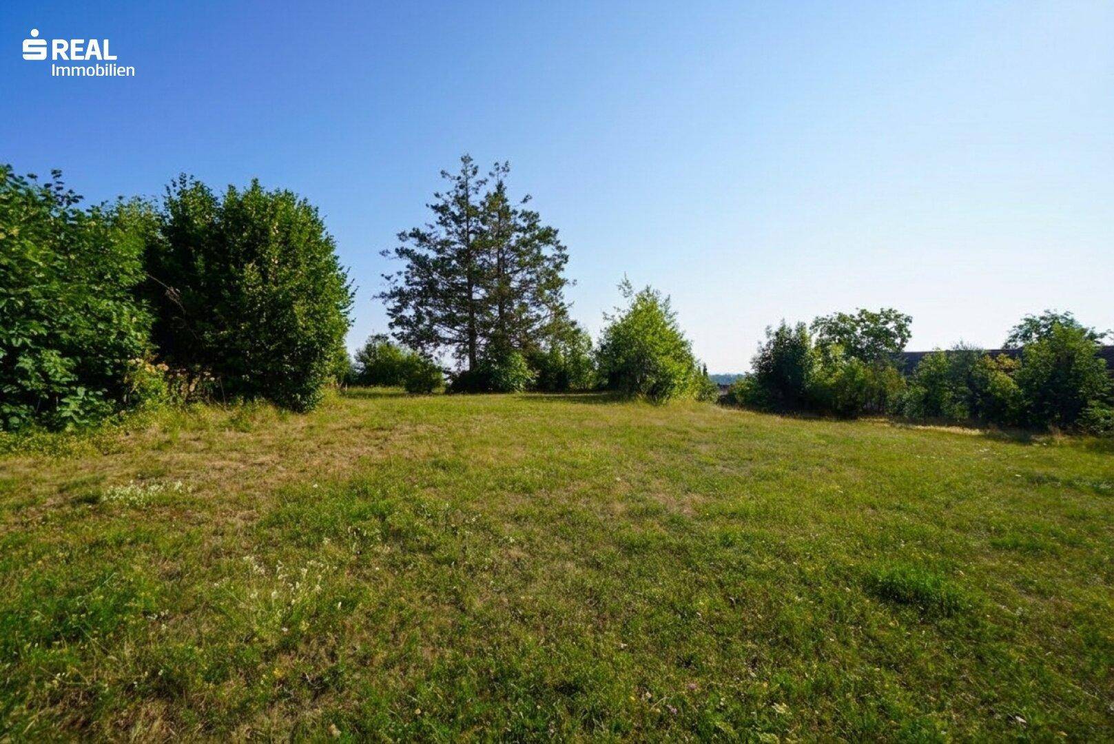 Offene, sonnige Grünfläche mit vereinzelten Bäumen am Horizont, perfekt für Erholung.
