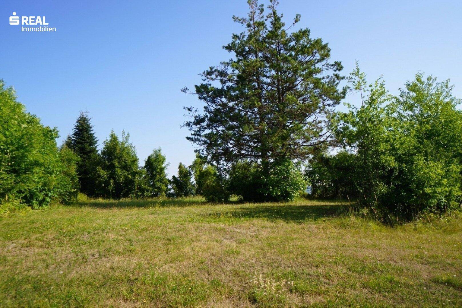 Große, sonnige Grünfläche mit einem markanten Nadelbaum, umgeben von weiteren Bäumen.