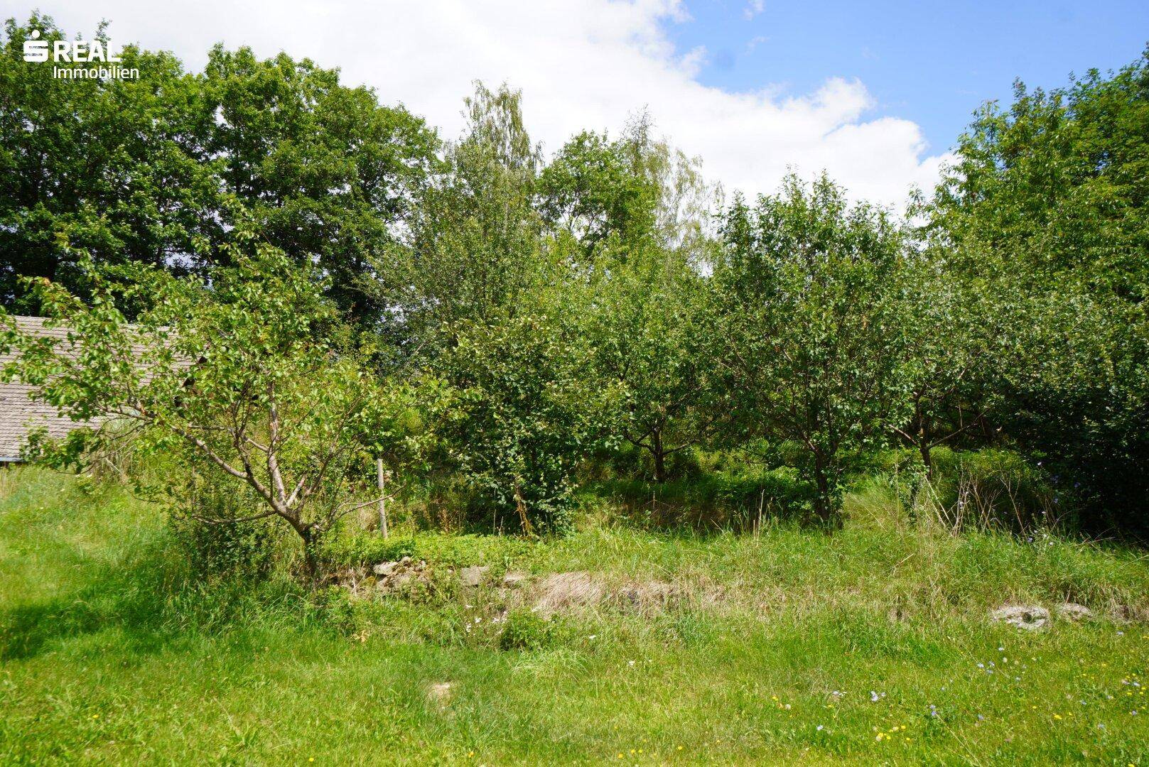 Grüner Gartenbereich mit jungen Obstbäumen und üppiger Vegetation unter blauem Himmel.