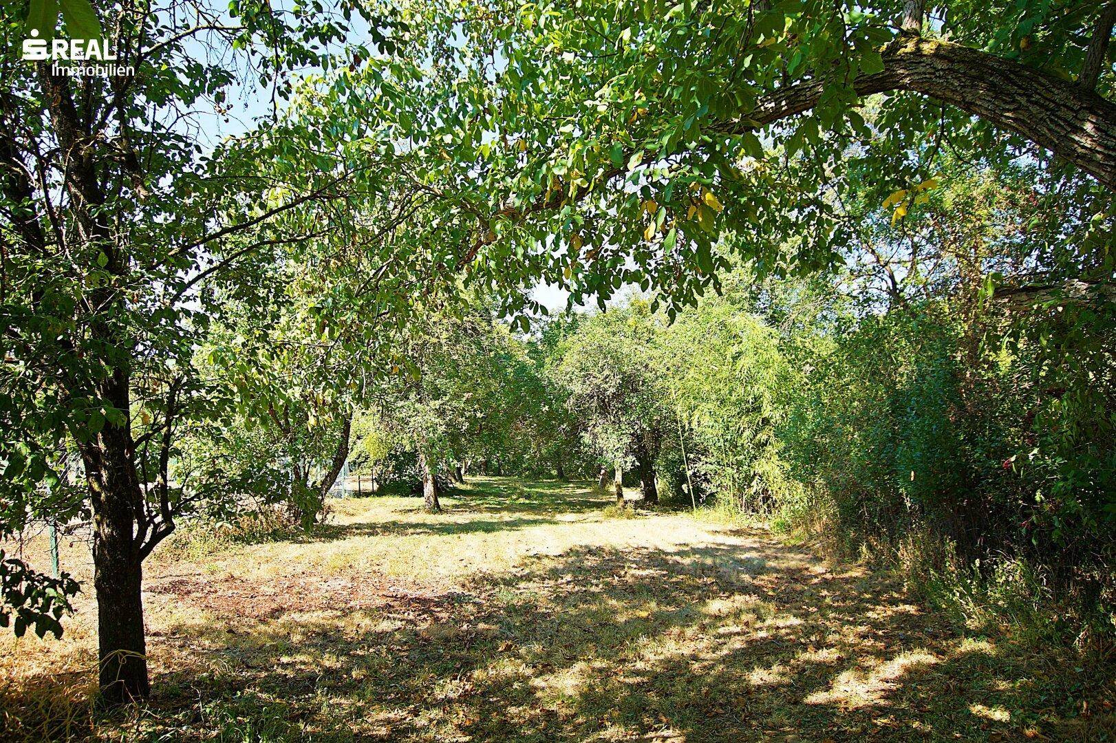 Naturbelassener Garten mit vielen Bäumen und sonnigen Bereichen.