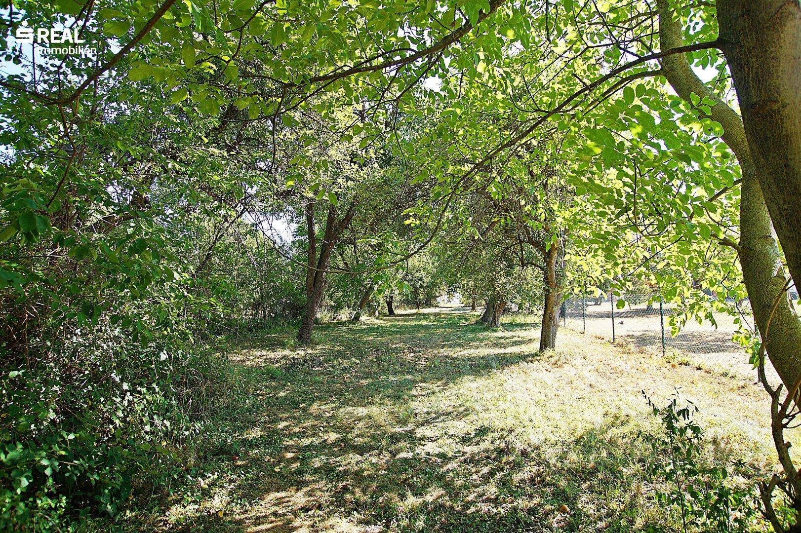 Natürlicher Gartenbereich mit Bäumen und Grasflächen, ideal für Erholung im Grünen und Spaziergänge.