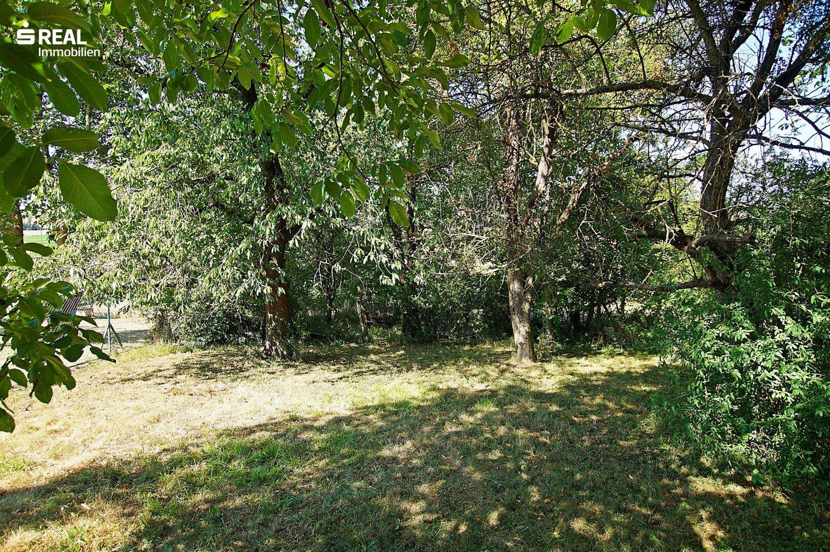 Ruhiger Gartenbereich mit schattenspendenden Bäumen und natürlicher Vegetation, bietet viel Privatsphäre.