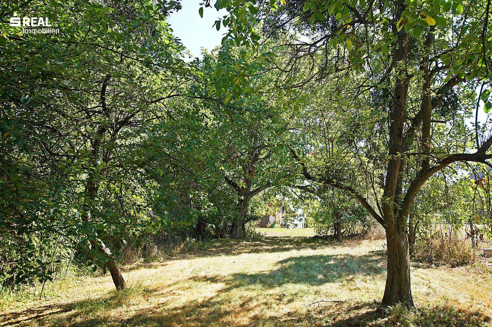Offener Gartenbereich mit Bäumen und viel Sonnenlicht, bietet eine idyllische Landschaft und Weitblick.
