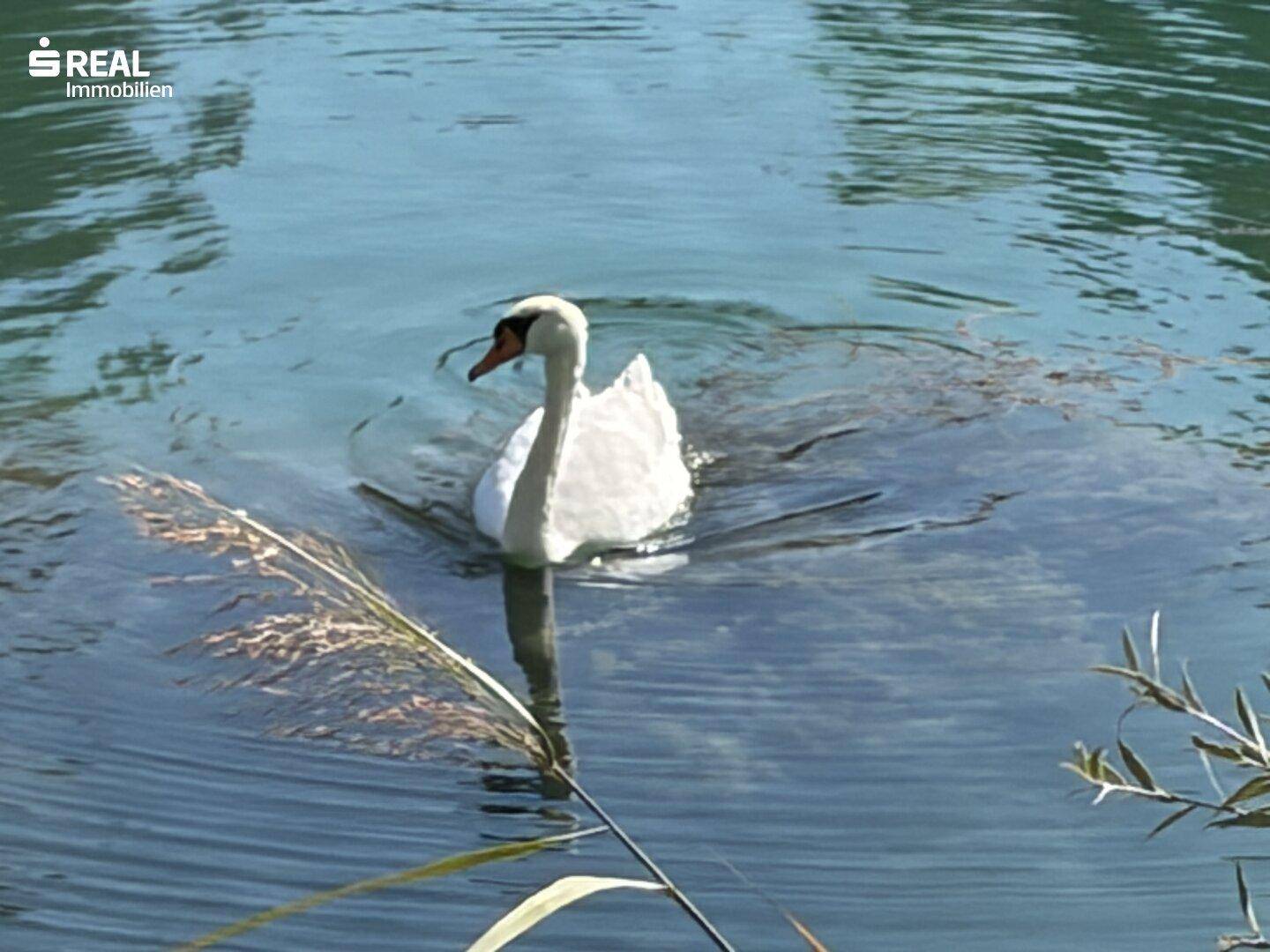 Natur