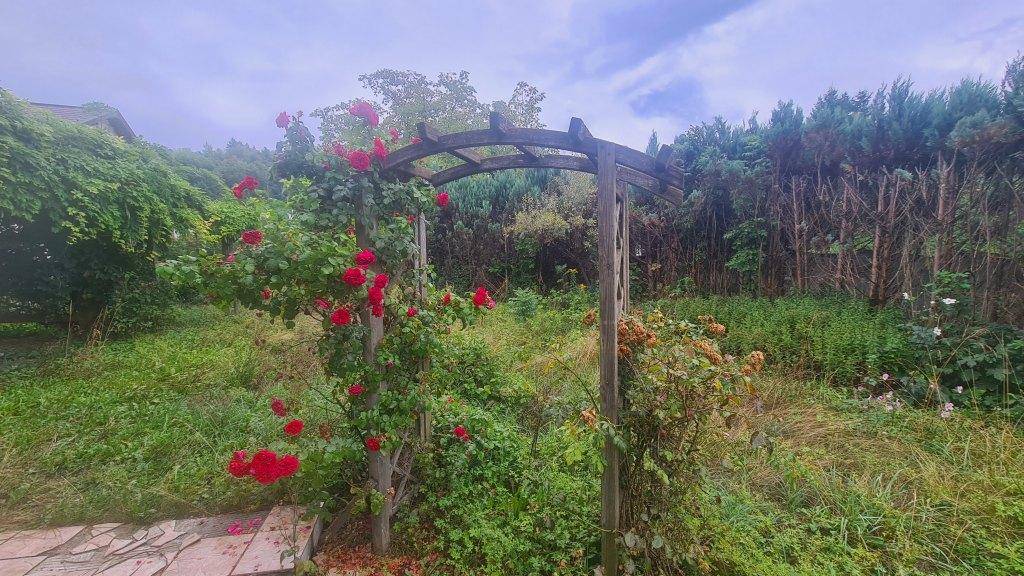 Naturbelassener Garten mit Rosenbogen und üppiger Vegetation, ideal für Entspannung im Freien.