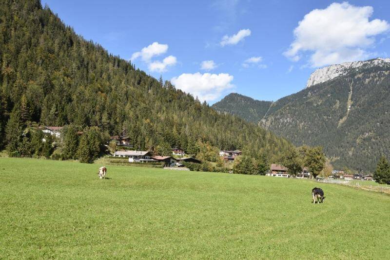 Kühe grasen auf einer weiten grünen Wiese mit Häusern und bewaldeten Bergen im Hintergrund.