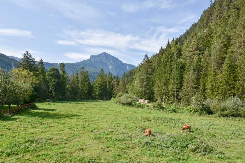 Weitläufige grüne Wiesen und Wälder mit majestätischem Bergblick unter blauem Himmel.