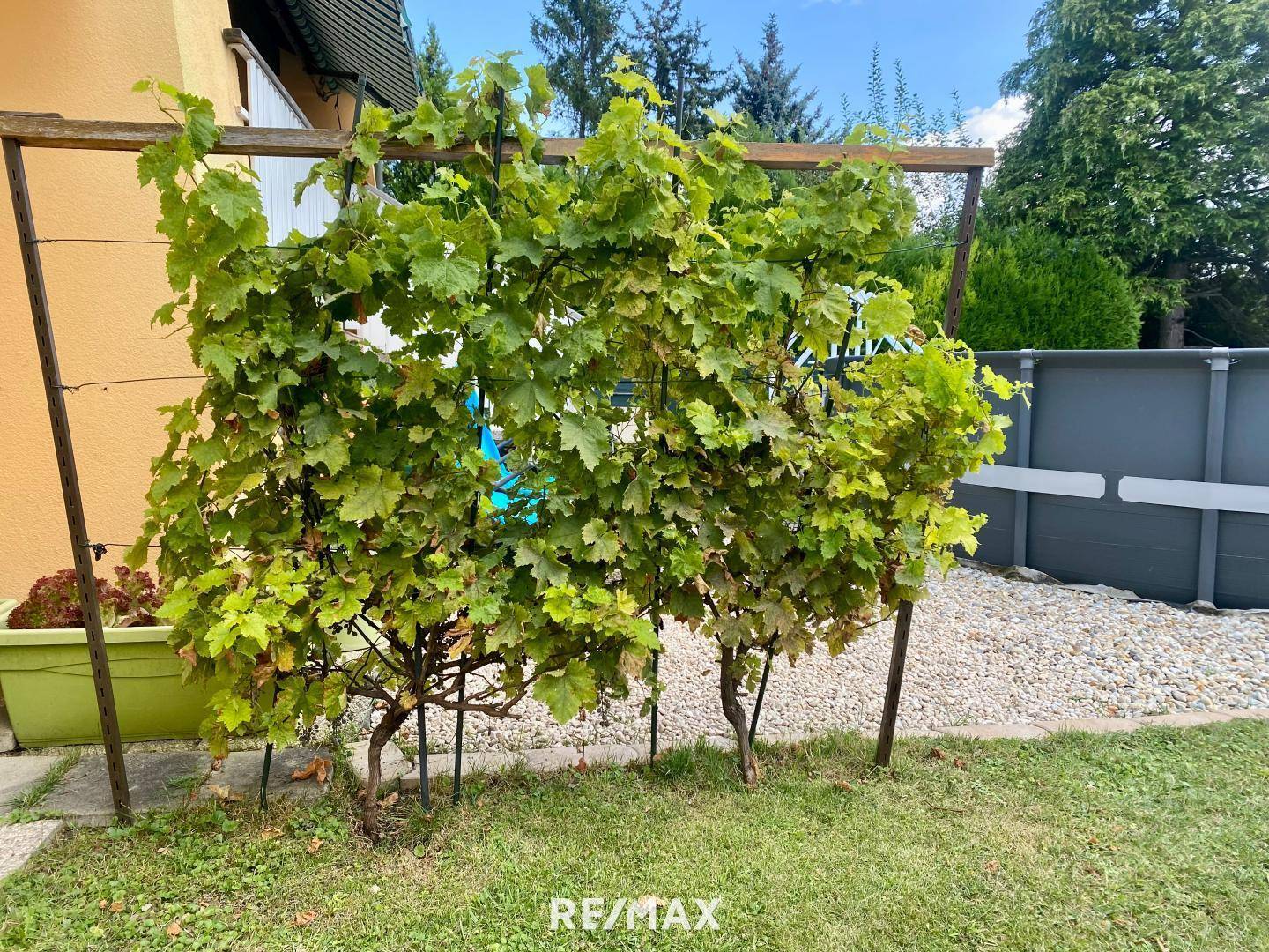 Schöner Weinstock im Garten