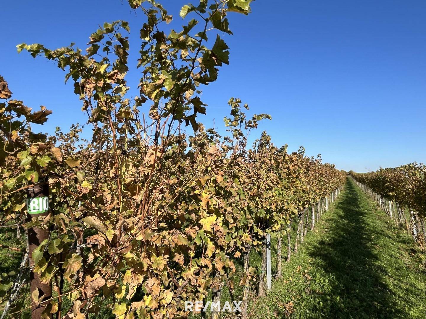 Herbststimmung in den Weingärten am Schricker Berg