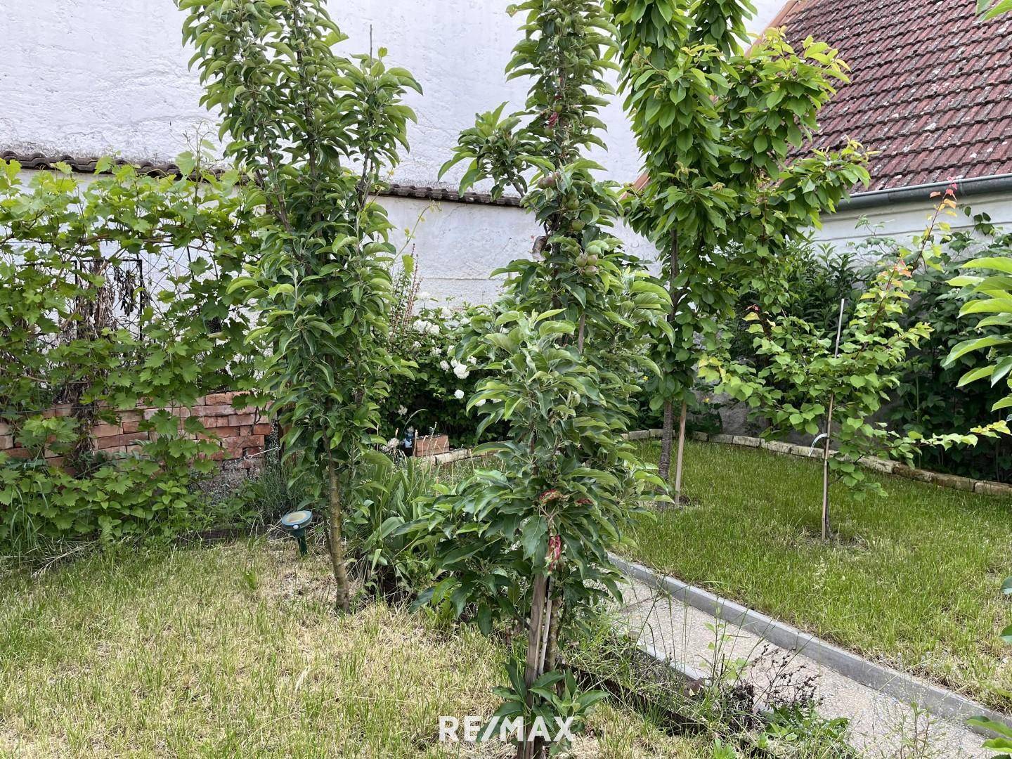 viele Obstbäume im eigenen Garten
