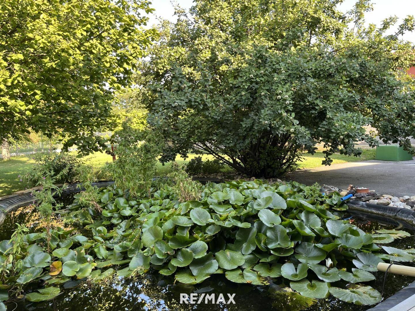 Teich mit Seerosen