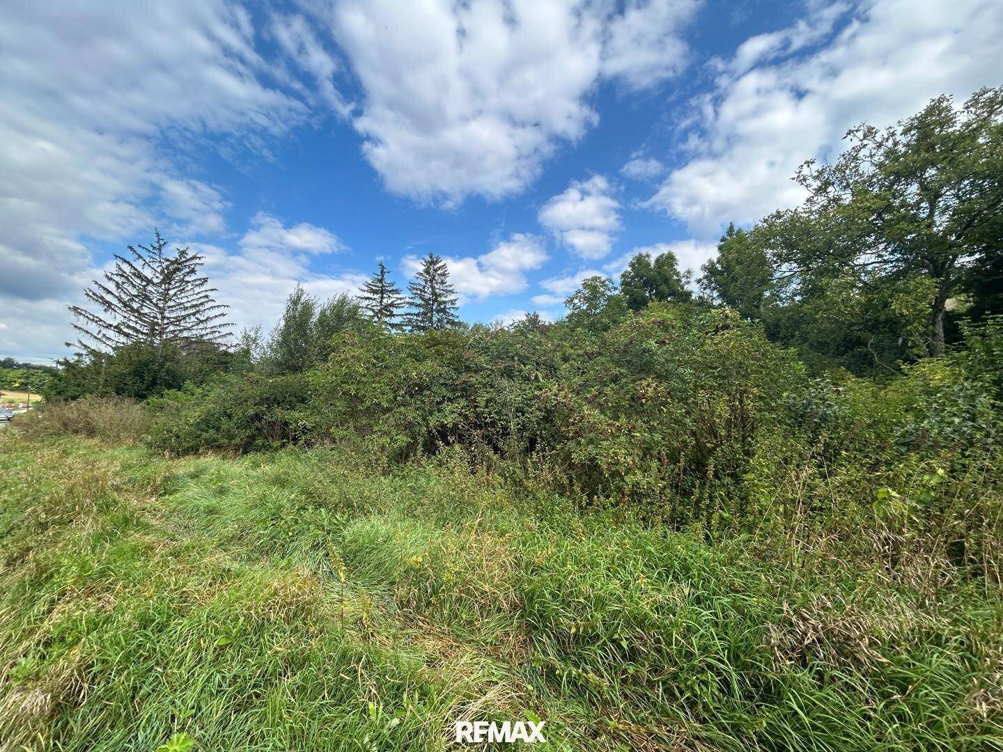 Großes, naturbelassenes Grundstück mit üppiger Vegetation und Bäumen unter weitem Himmel.