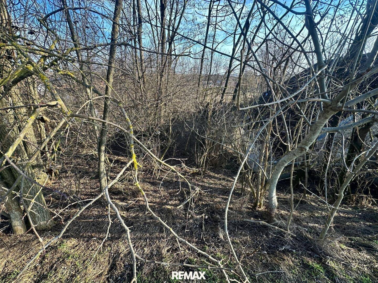 Dichtes Unterholz und kahle Bäume in einem Waldgebiet an einem sonnigen Wintertag.