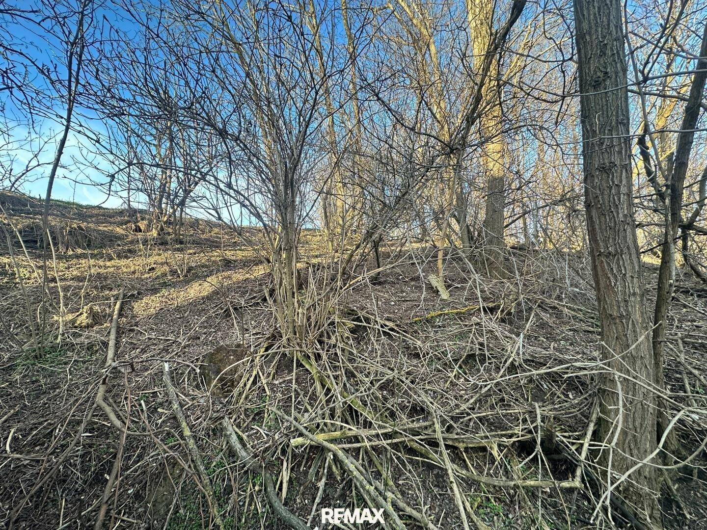 Dicht bewachsenes Waldstück mit kahlen Bäumen und Unterholz im Winter, natürliche Umgebung.
