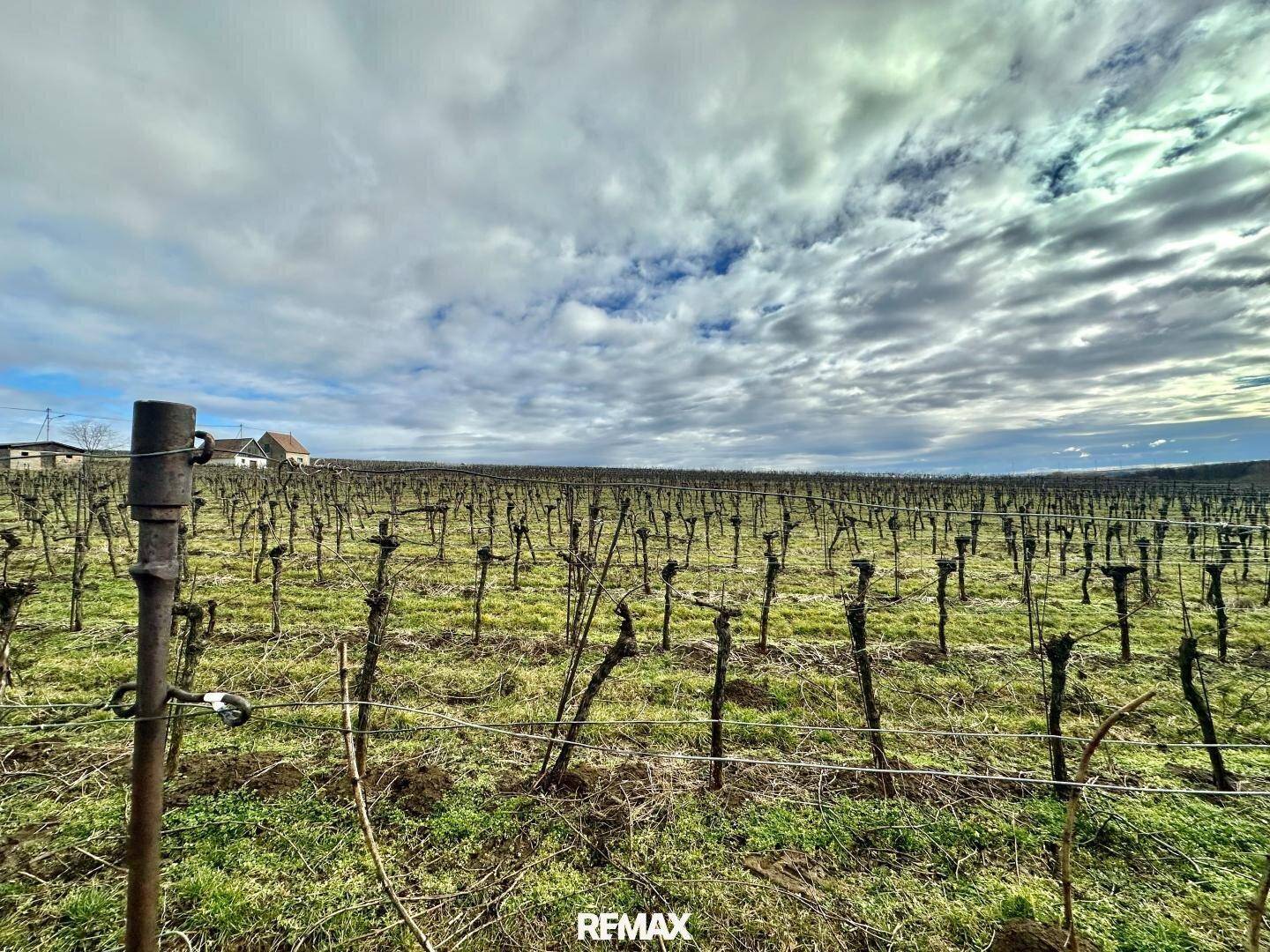 Weitläufiger Weinberg in der Winterzeit mit kahlen Rebstöcken unter bewölktem Himmel.