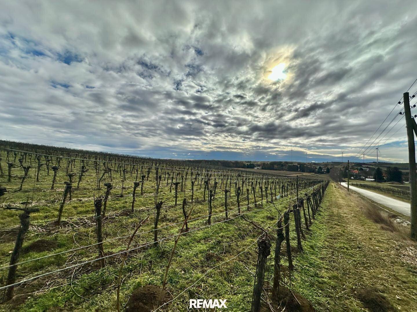 Endloser Weinberg erstreckt sich unter einem dramatischen Himmel mit Sonnenstrahlen.