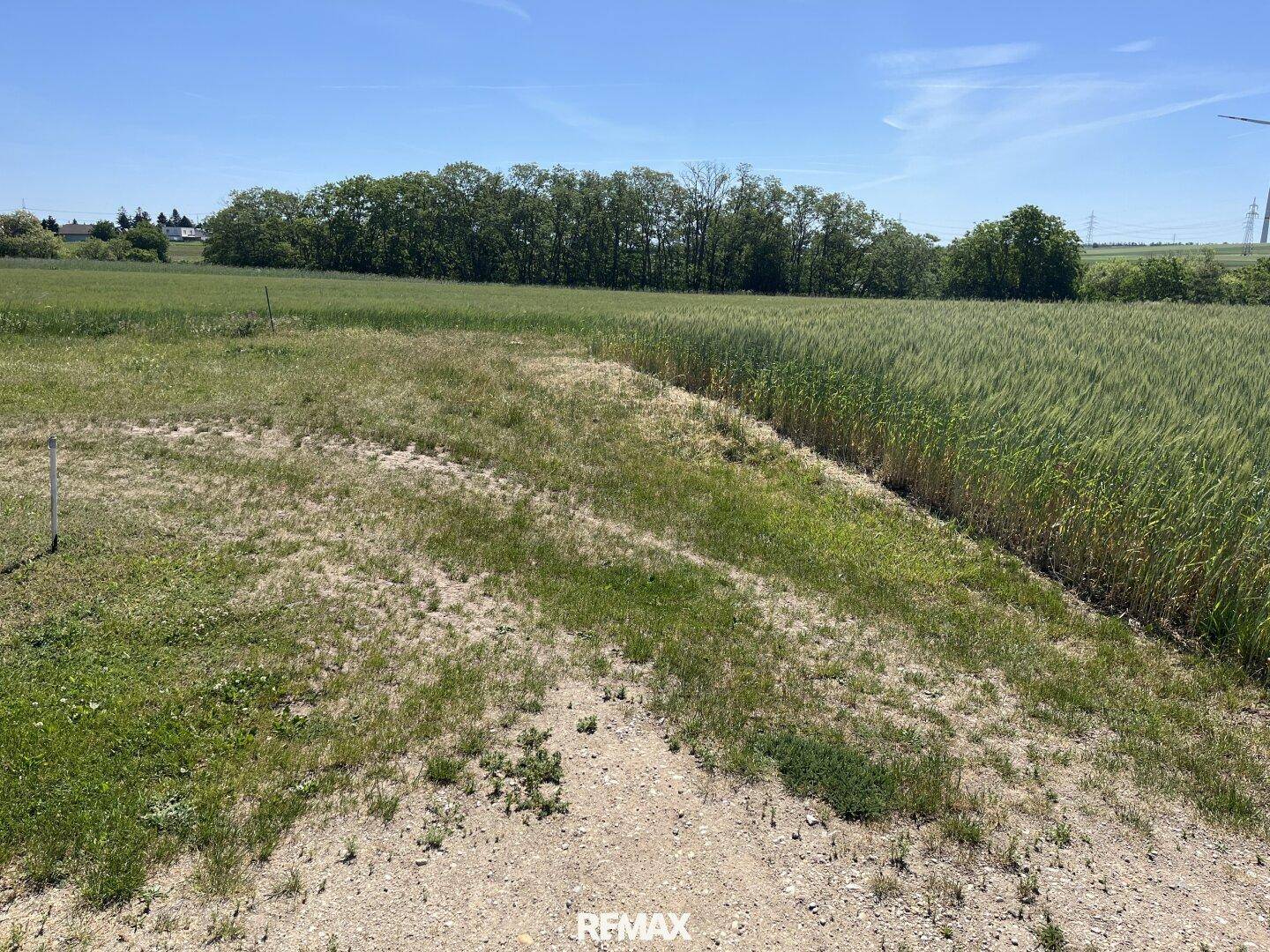 Weitläufiges Feld mit grünen Pflanzen unter einem klaren blauen Himmel, ländliche Umgebung.