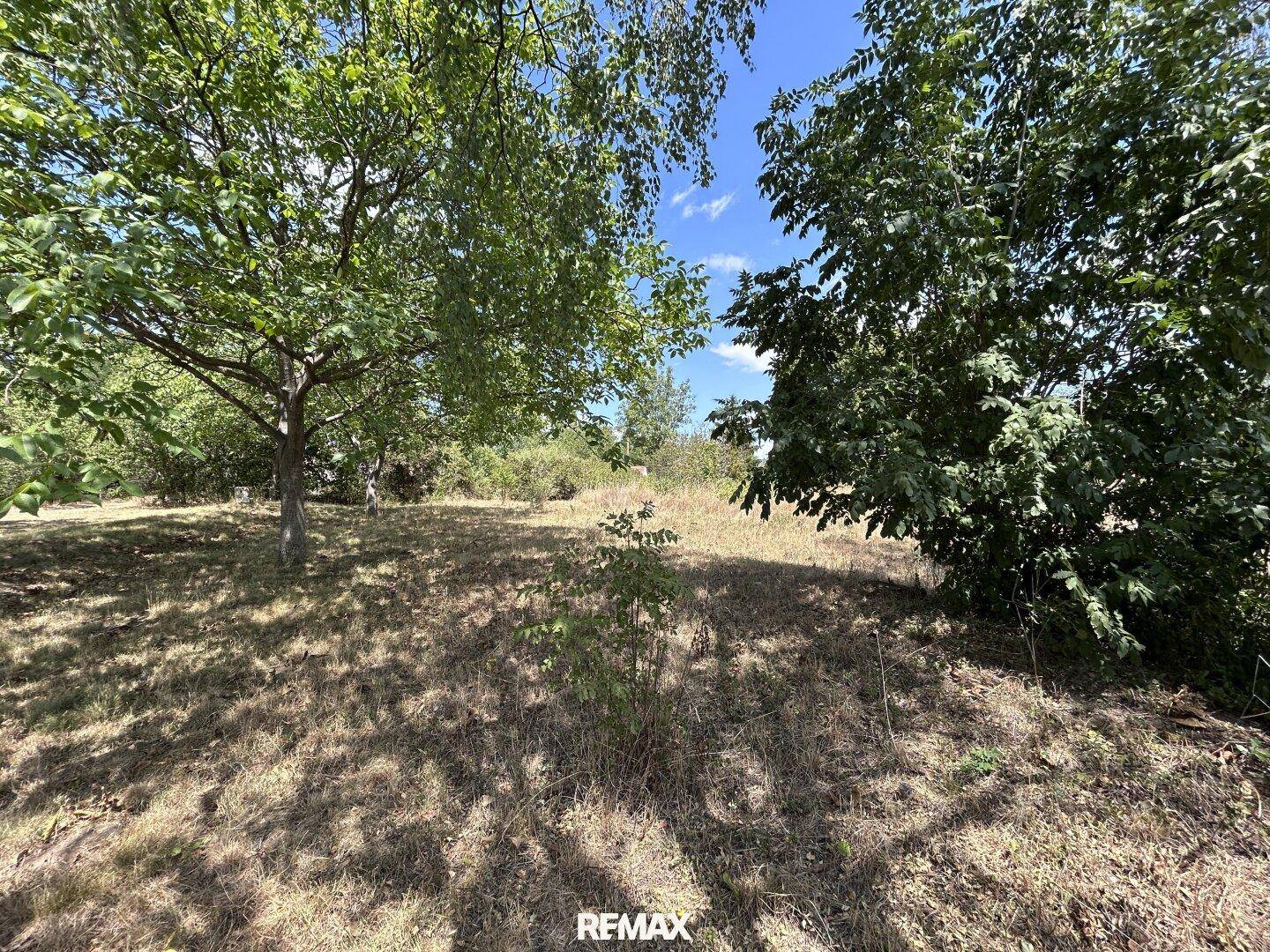 Naturbelassener Gartenbereich mit Bäumen und trockenem Gras unter blauem Himmel.