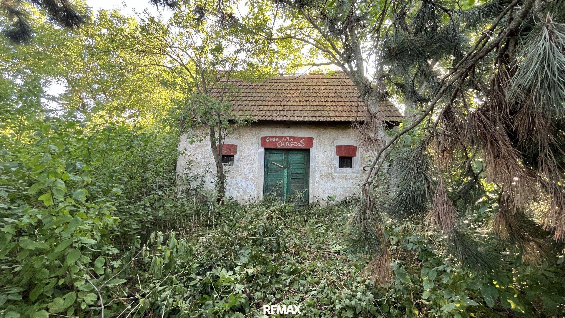 Kleines, altes Gebäude mit grünen Fensterläden und einem bewachsenen Dach inmitten von Bäumen.