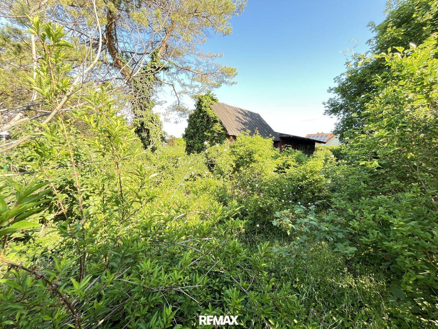 Blick über den stark bewachsenen Gartenbereich mit einem teilweise von Efeu bedeckten Dach im Hintergrund.