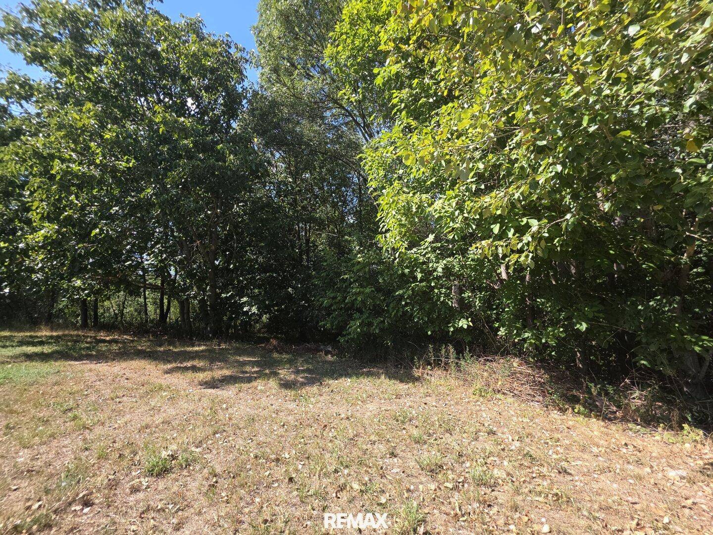 Große, naturbelassene Gartenfläche mit Bäumen und Sträuchern im Hintergrund.
