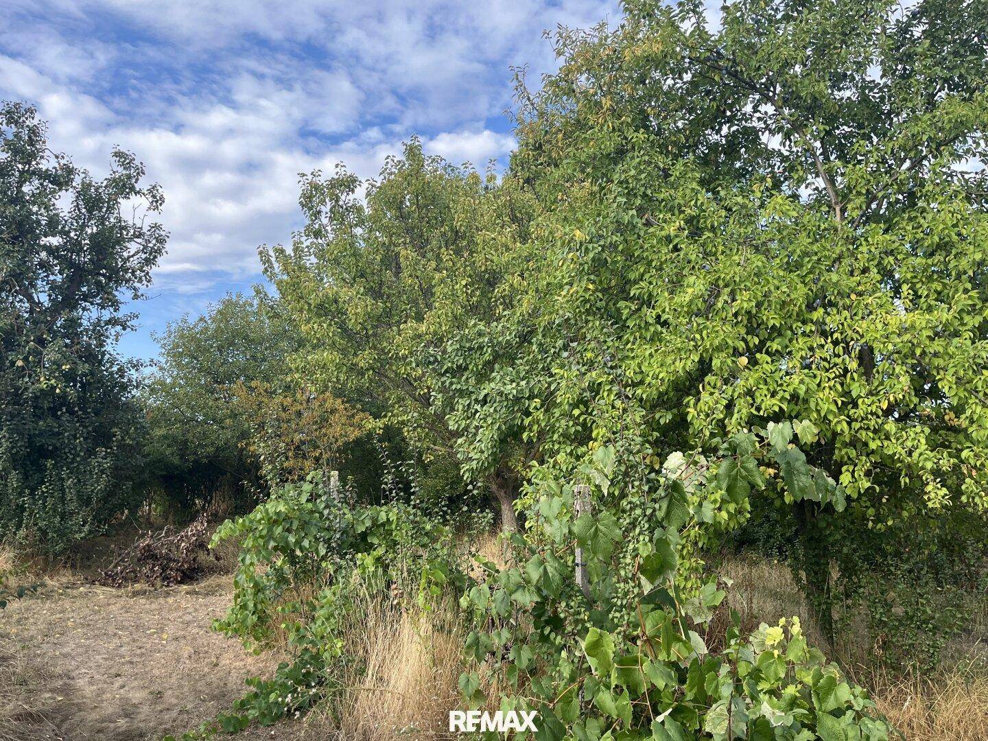 Dichte Vegetation mit Bäumen und Sträuchern, die eine natürliche Umgebung schaffen.