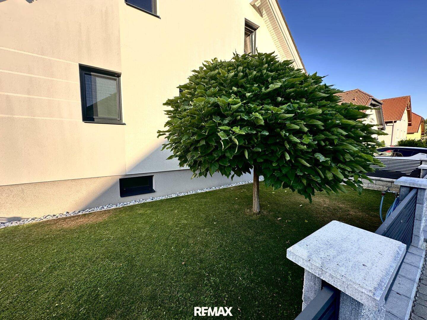 Nahaufnahme eines gepflegten Baumes vor der hellen Fassade des Hauses.