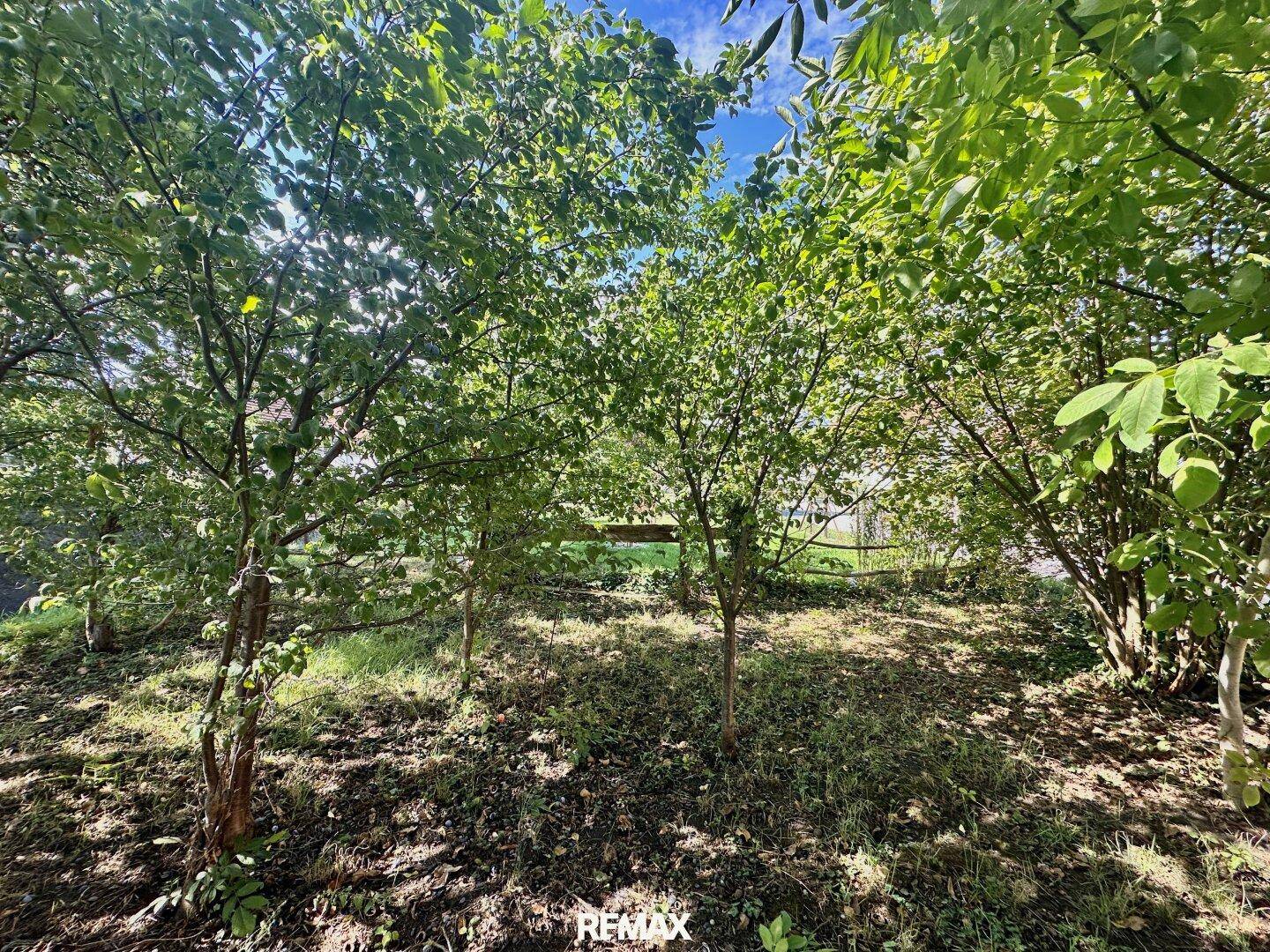 Grüner Gartenbereich mit jungen Bäumen und natürlicher Vegetation unter blauem Himmel.