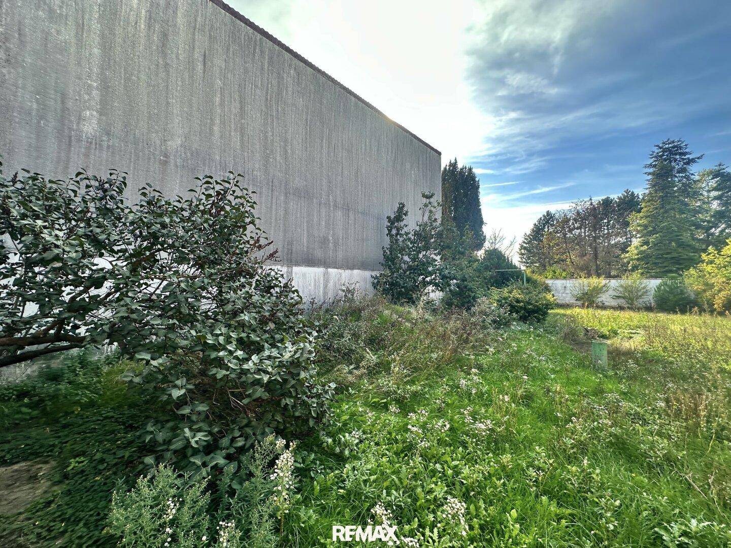 Verwilderter Gartenbereich mit hohem Gras und Büschen, der eine umfassende Pflege und Gestaltung benötigt.