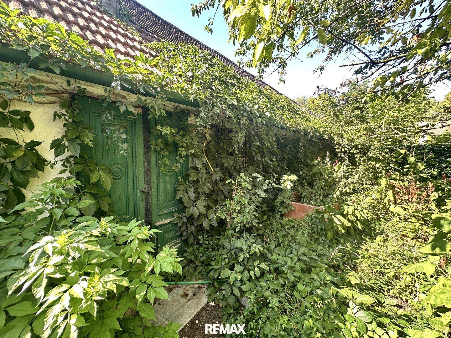 Alte Gebäudefassade mit grünen Rankpflanzen und verwitterten Holztüren.