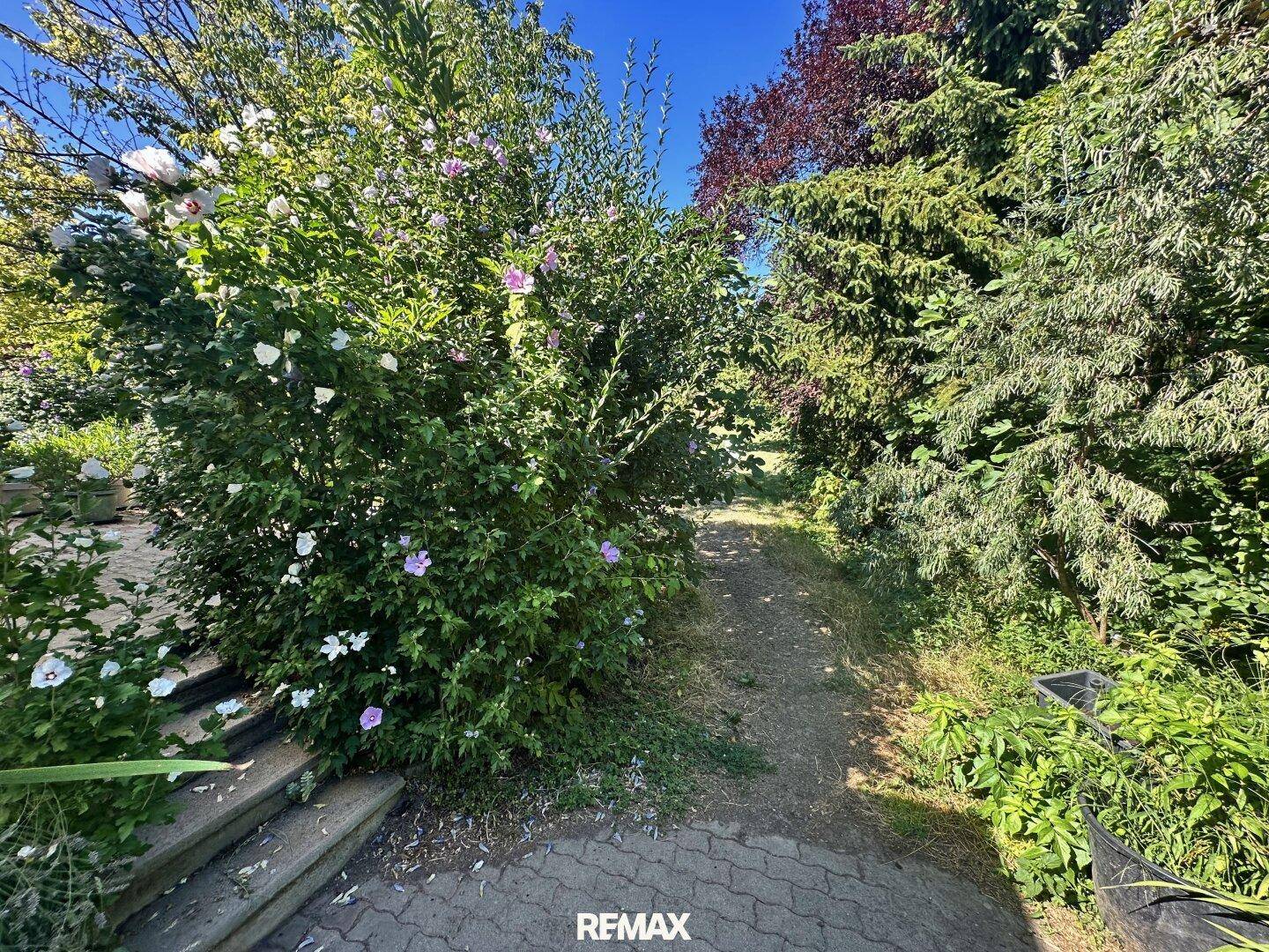 Grüner Gartenweg umgeben von blühenden Sträuchern und Bäumen unter strahlend blauem Himmel.
