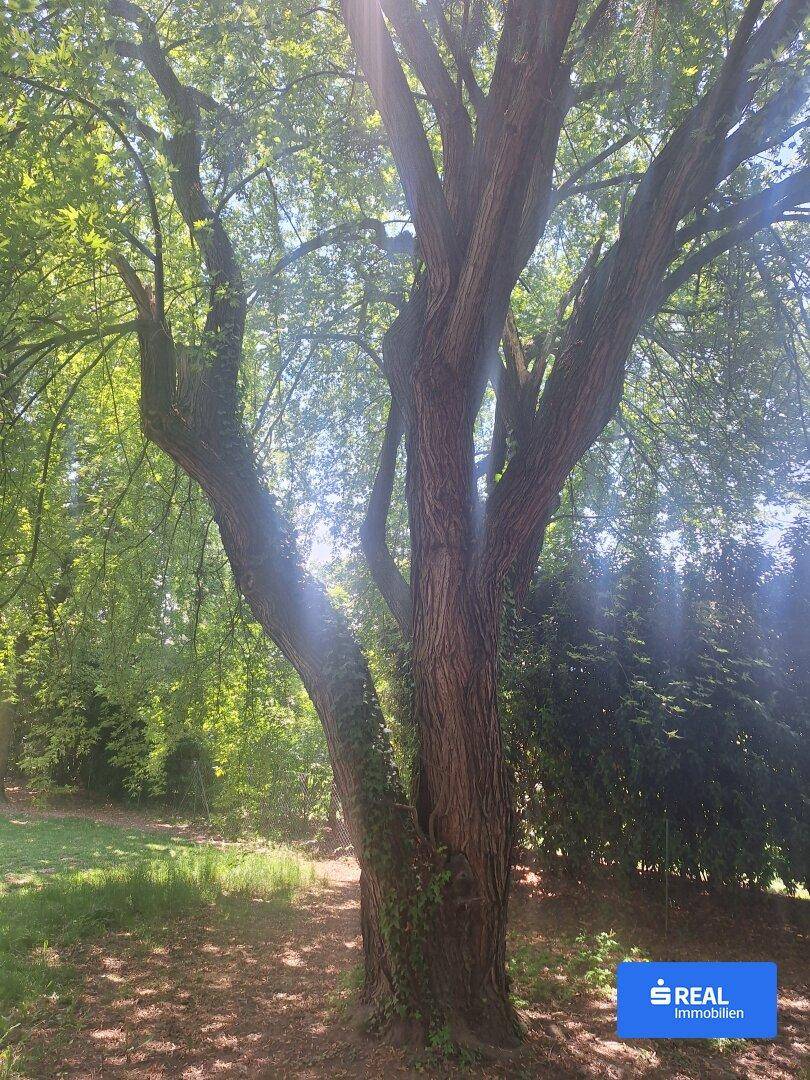 Alter, majestätischer Baum im Garten, der Schatten spendet und die Natur betont.