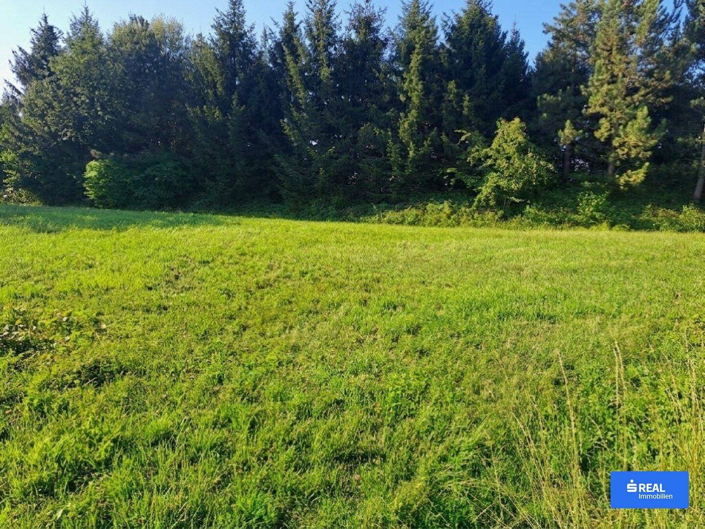 Sonnige, weitläufige Grünfläche mit dichtem Baumbestand im Hintergrund unter blauem Himmel.