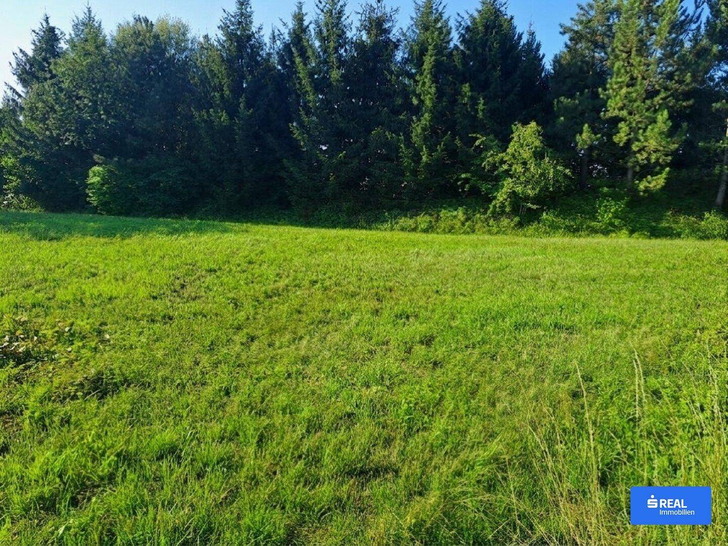 Weitläufige grüne Wiese mit hohen Nadelbäumen im Hintergrund unter blauem Himmel.