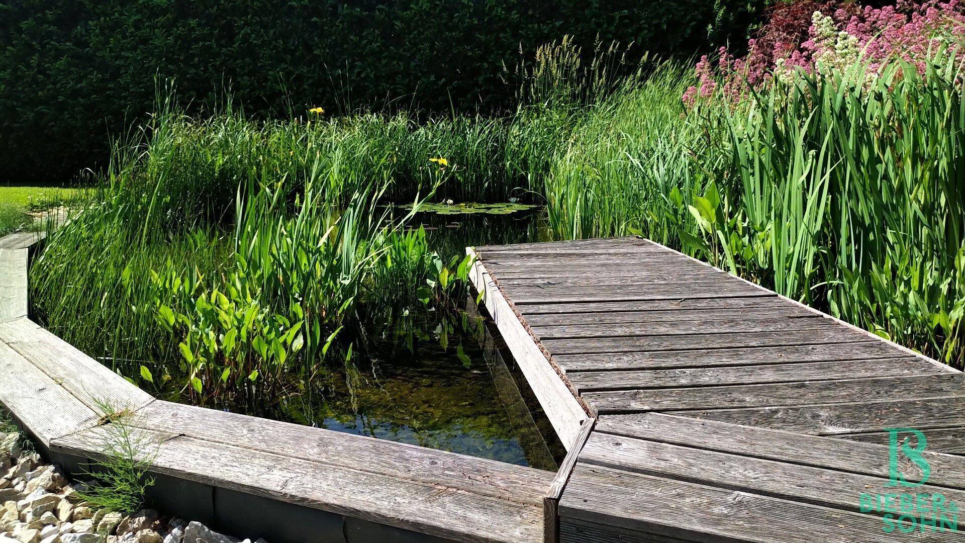 Natürlicher Schwimmteich mit Holzsteg, umgeben von üppiger Vegetation und Schilf.
