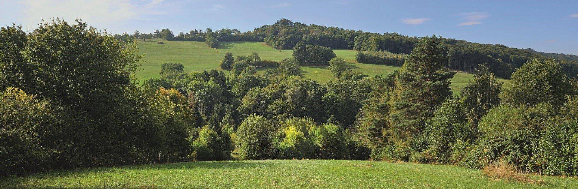 Weitläufige grüne Hügellandschaft mit Bäumen und Wiesen unter blauem Himmel.