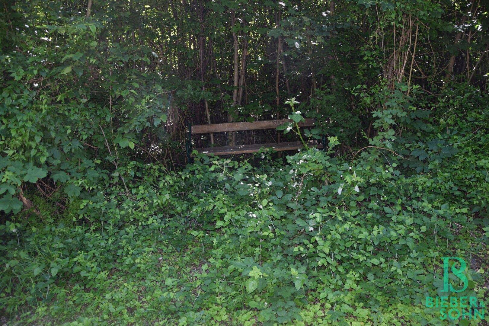 Eine versteckte Holzbank inmitten dichter grüner Büsche und Bäume.