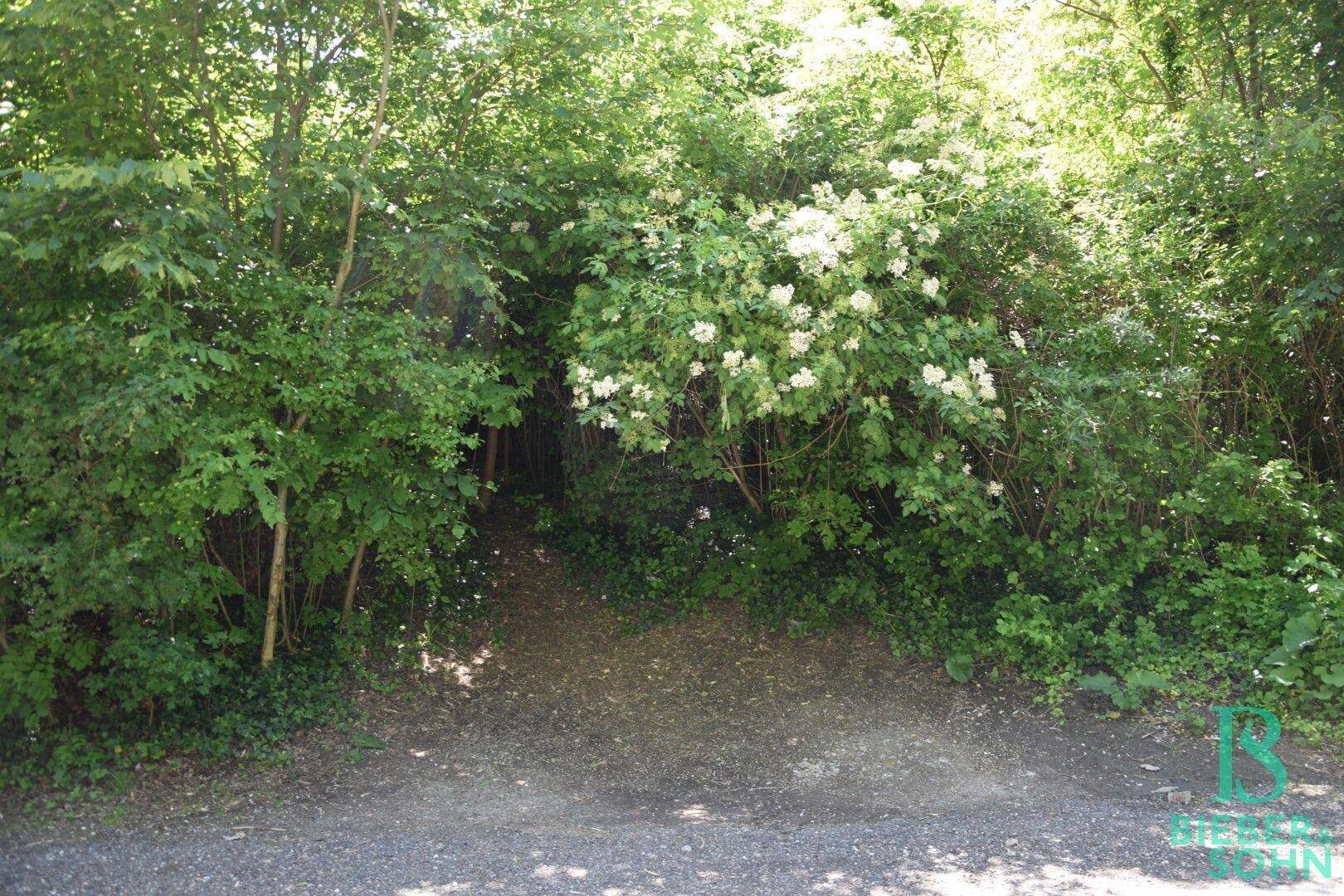 Dichte grüne Vegetation mit blühenden Sträuchern und einem unbefestigten Weg.