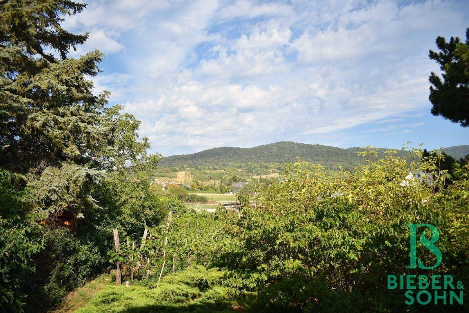 Panoramablick über die grüne Landschaft mit Weinbergen und fernen Hügeln.