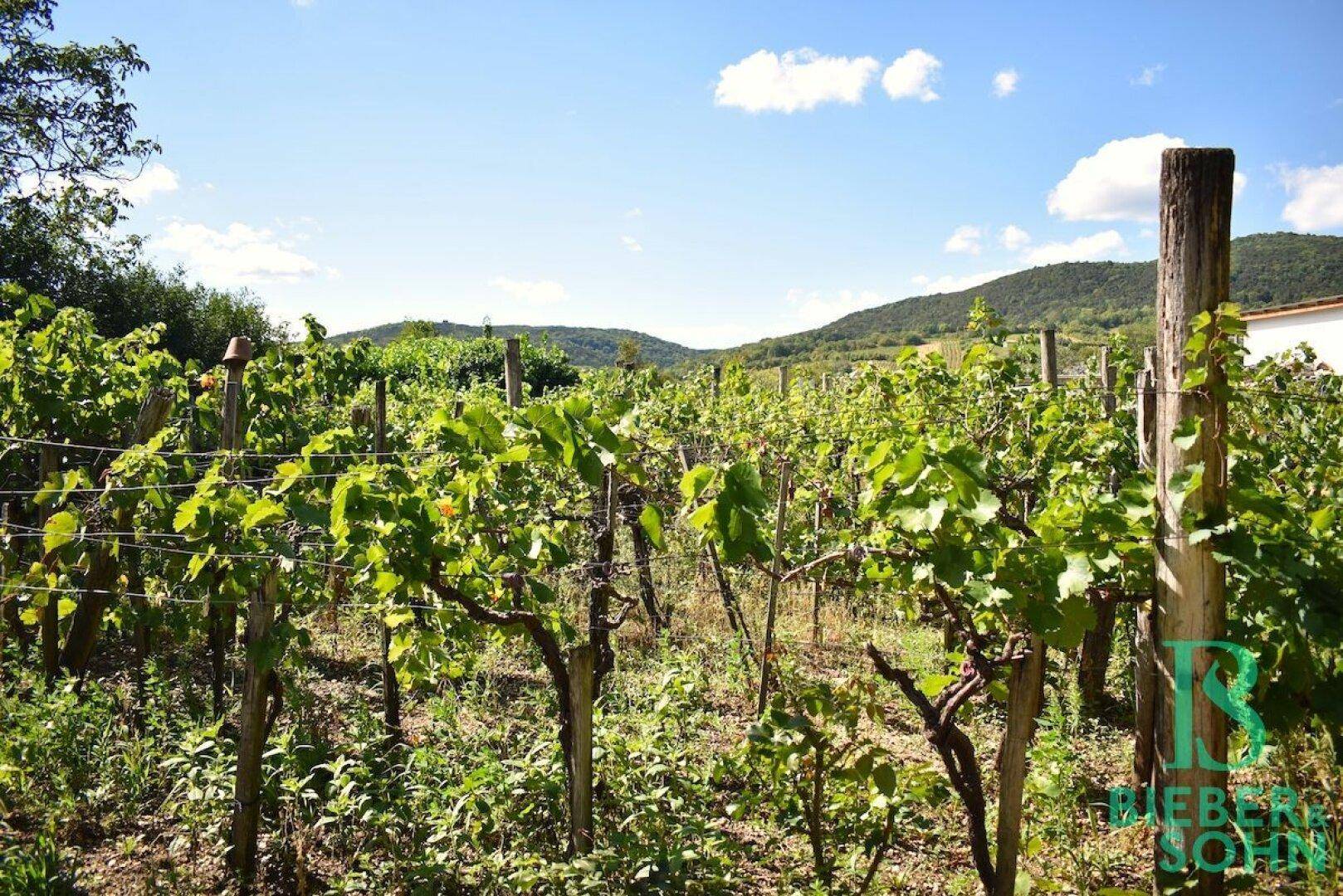 Ausgedehnte Weinberge unter blauem Himmel mit grünen Reben und Holzpfählen.